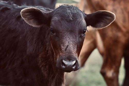 Free stock photo of calf, cow, farm Stock Photo
