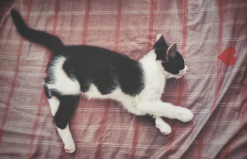 Close-Up Shot of a Cat Sleeping