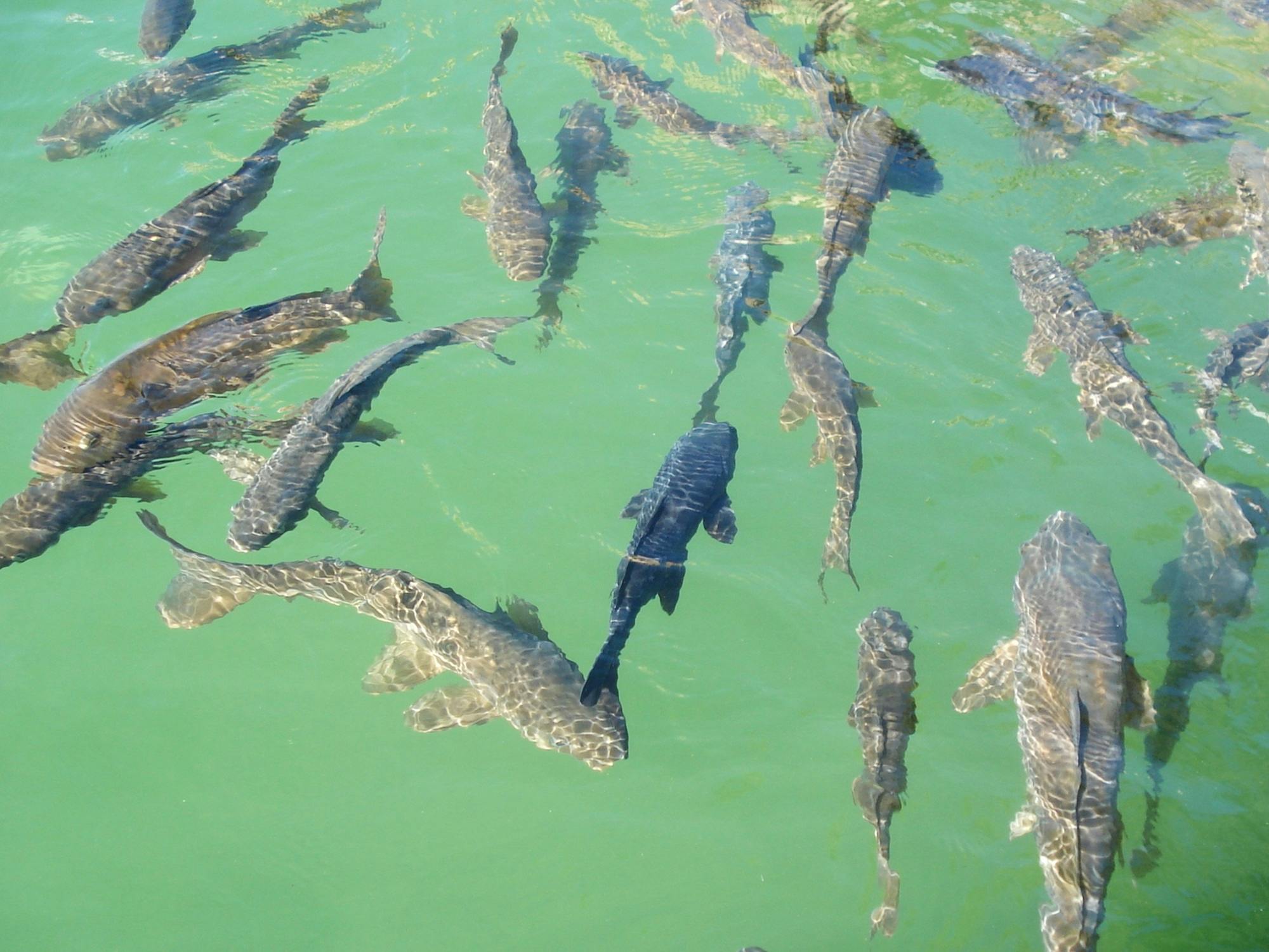 Kostenloses Foto zum Thema carpa koi, fisch, wasser