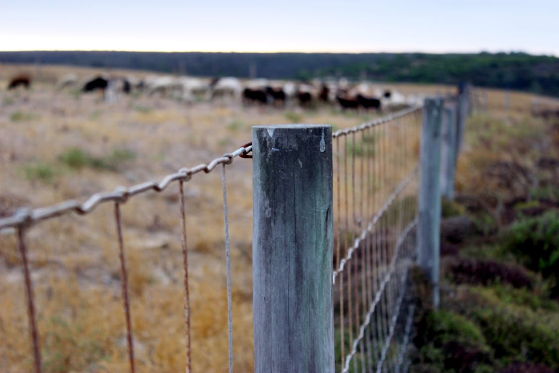 Brass Frame Fence