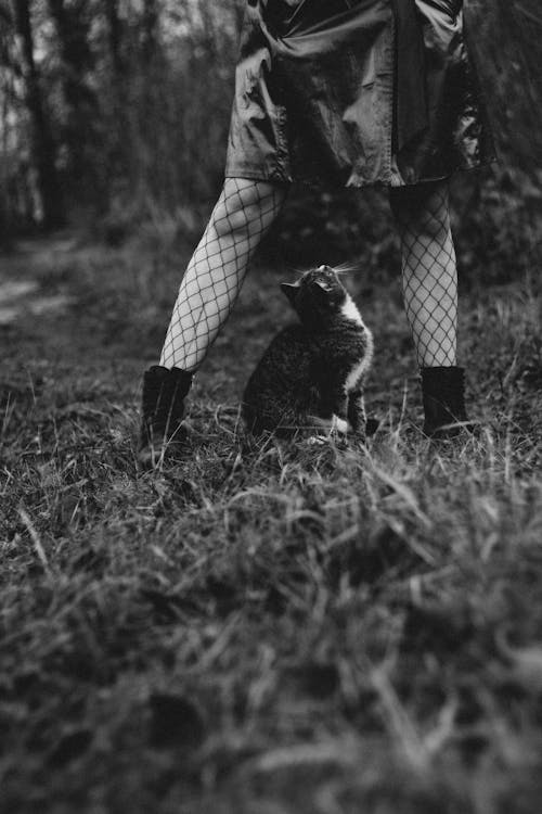 Cat Sitting on the Grass