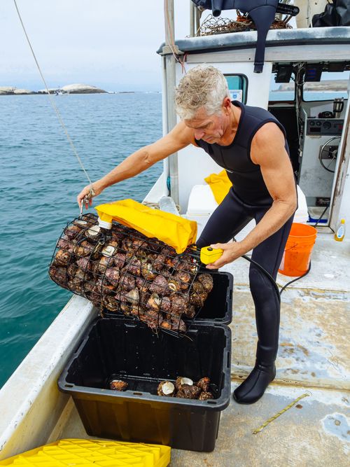 Free A fisherman in a wetsuit sorts shellfish on a boat, showcasing marine harvest. Stock Photo