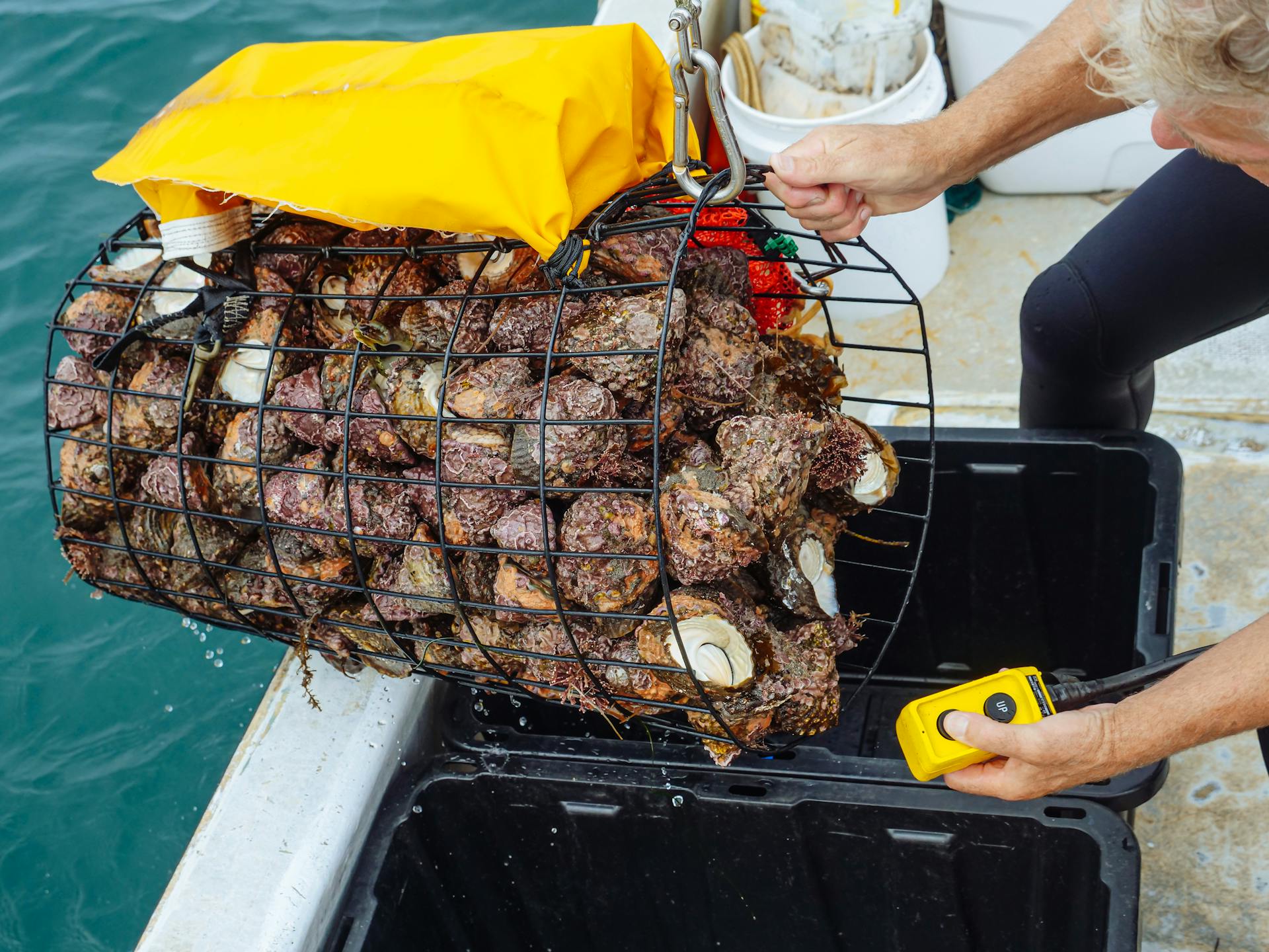 Fisherman Transferring a Basket of Shellfish on a Plastic Container