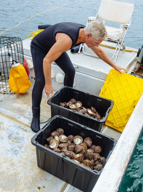 Free A diver sorts shellfish on a boat, showcasing marine life harvesting. Stock Photo