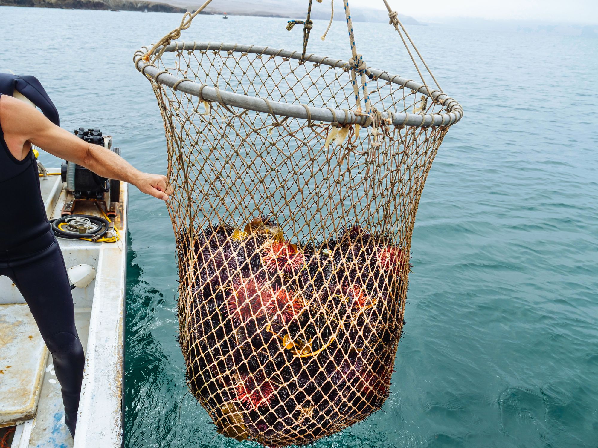 Rock Catch Net Free stock photo of 4k, adventure, animal pictures, aquatic, boat, boat ...