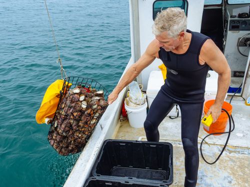 Free Man in a wetsuit harvesting shellfish on a fishing boat off the California coast. Stock Photo