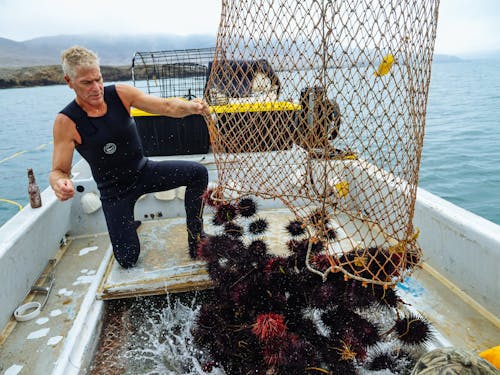 Fotos de stock gratuitas de atrapar, barco de pesca, erizos de mar