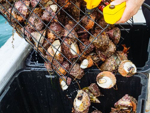 Free Sea snails being unloaded from a fishing net, showcasing marine bounty and fishing activity. Stock Photo
