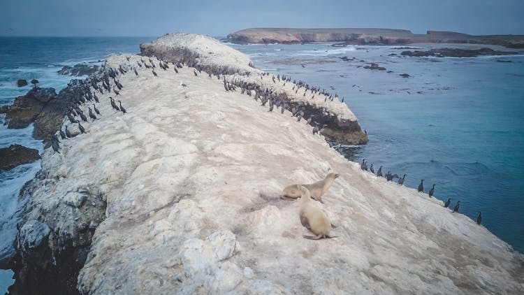 High Angle Shot Of Bird Island