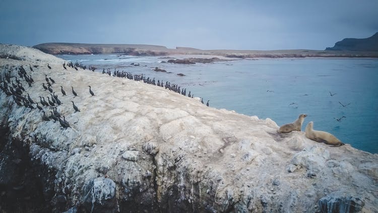 High Angle Shot Of Bird Island