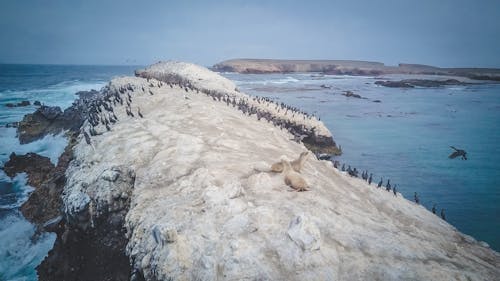 Ücretsiz açık hava, Deniz aslanları, doğa fotoğrafçılığı içeren Ücretsiz stok fotoğraf Stok Fotoğraflar