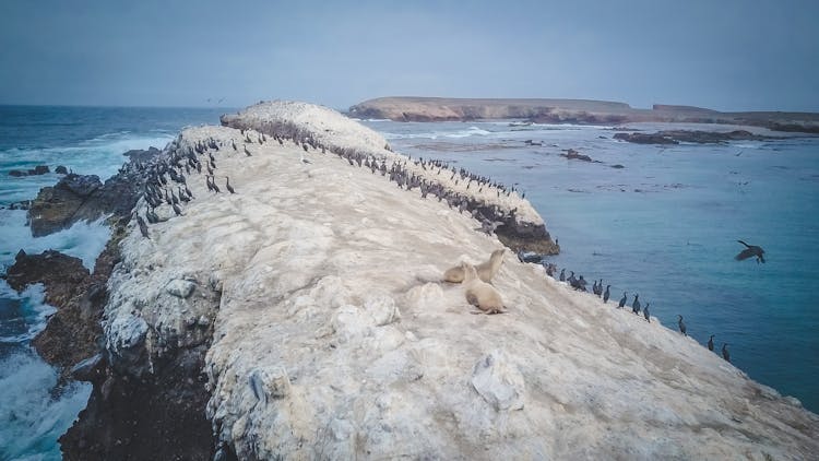 High Angle Shot Of Bird Island