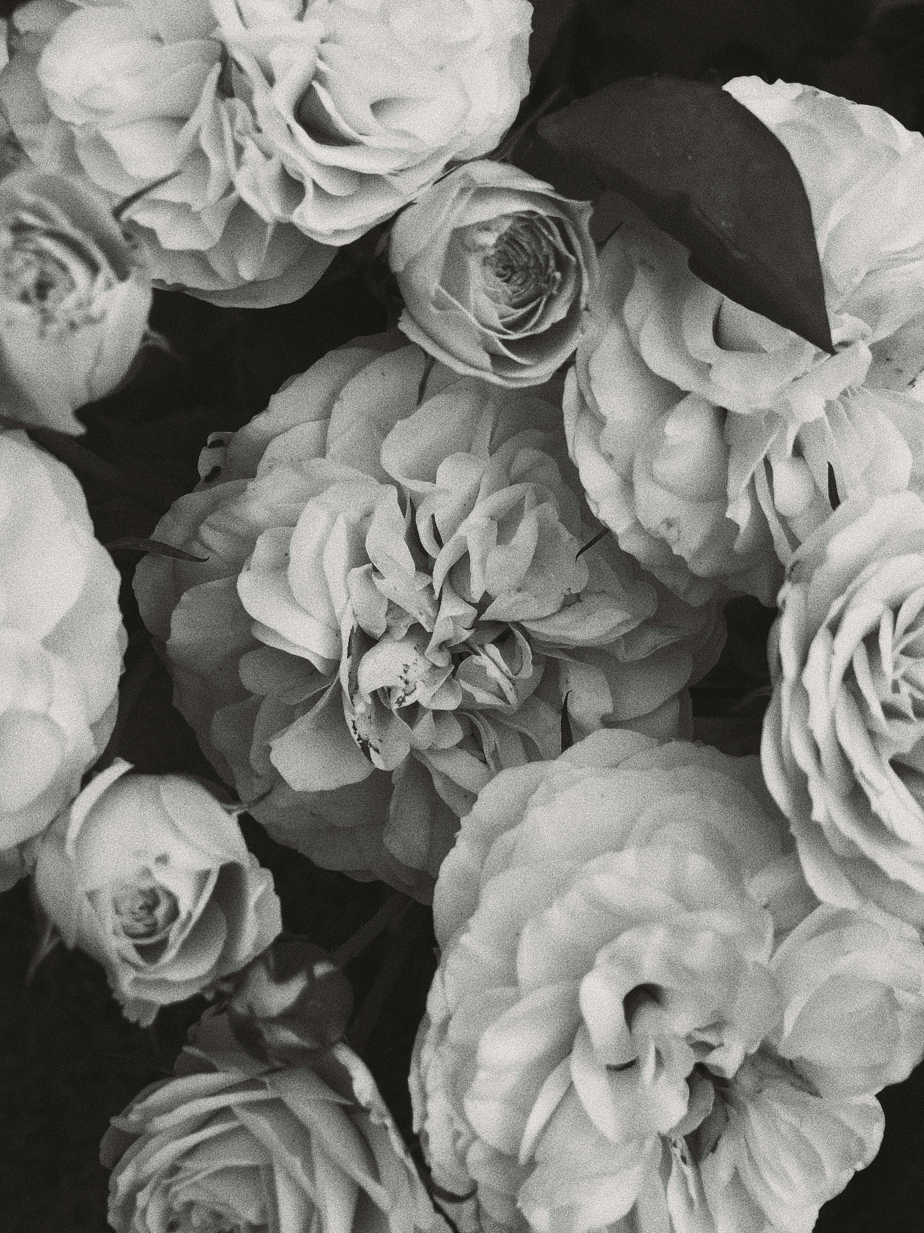 roses background tumblr black and white