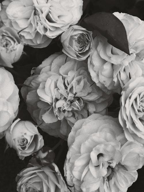 White Roses in Grayscale Photography