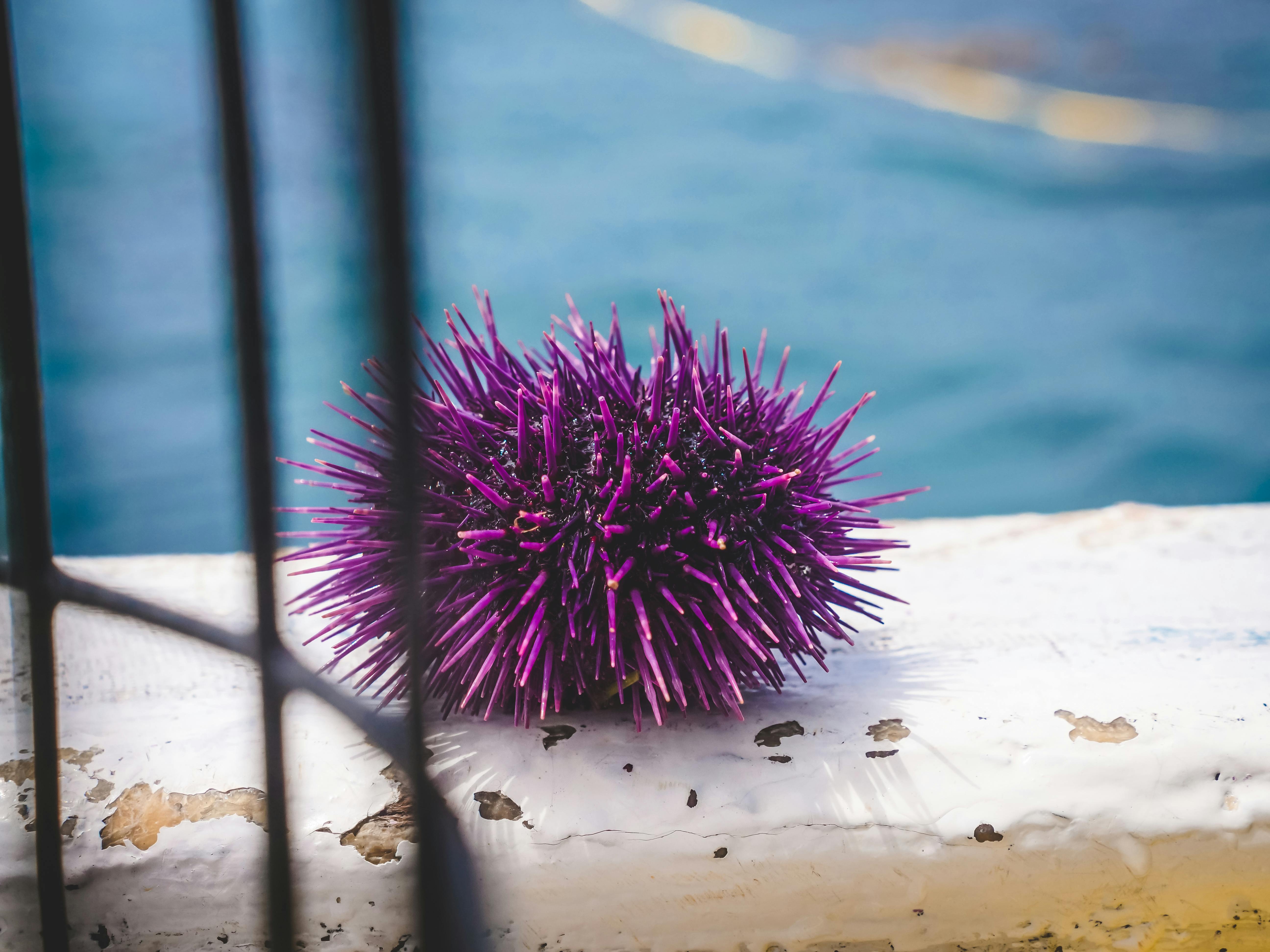 Sea Urchin Photos, Download The BEST Free Sea Urchin Stock Photos & HD ...