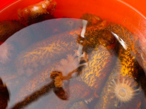 Sea cucumbers submerged in water inside an orange bucket, showcasing vibrant marine life.