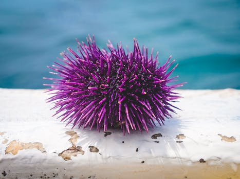 Close-up of a purple sea urchin resting on a textured surface by the ocean.