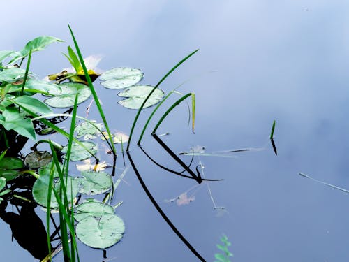 Free stock photo of fresh water, lily pads, pond Stock Photo