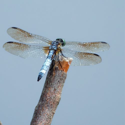 Free stock photo of dragonfly, freshwater, pond Stock Photo