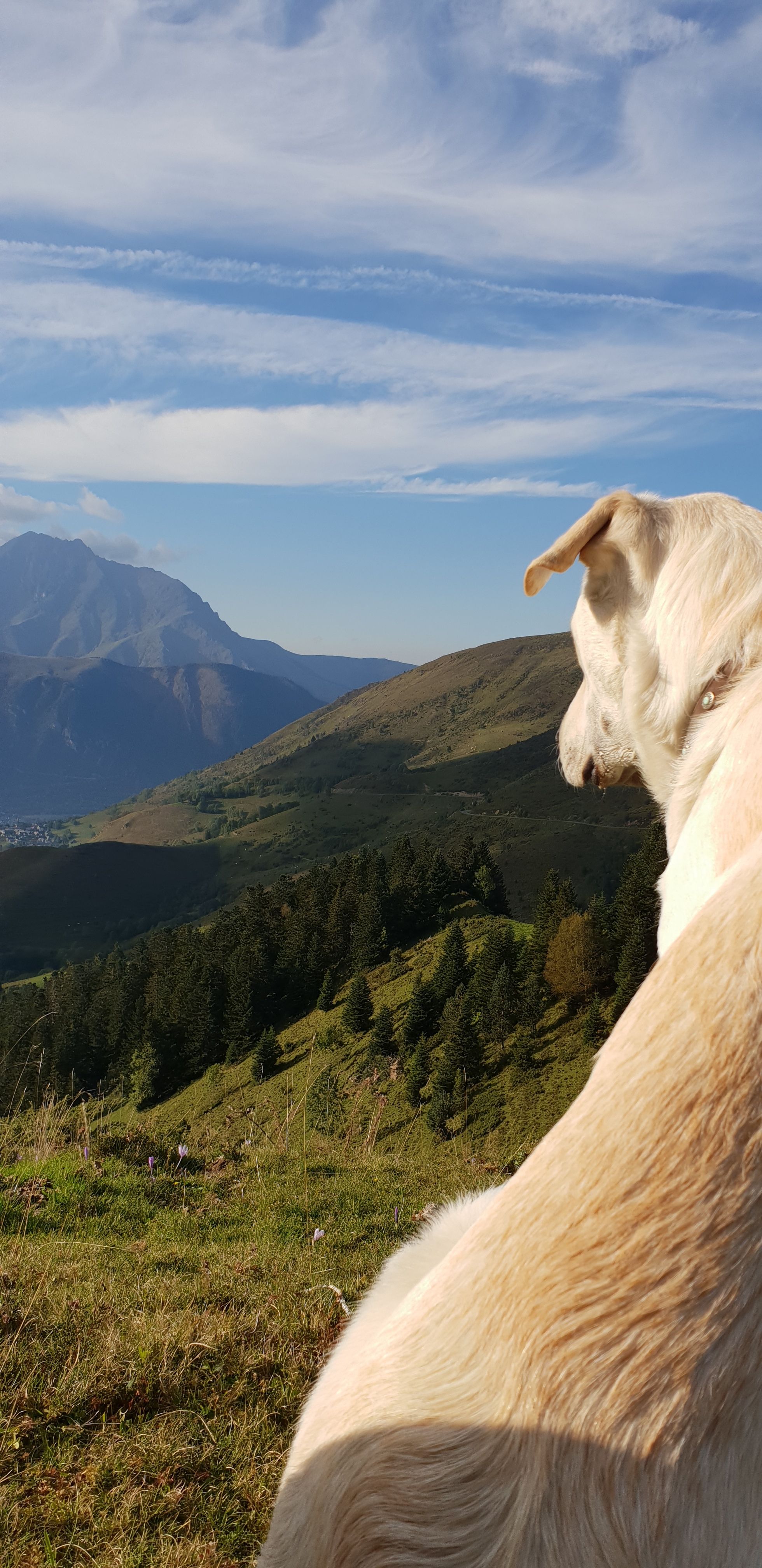 Dog admiring the picturesque landscape in Laruns, France with hills and a blue sky.