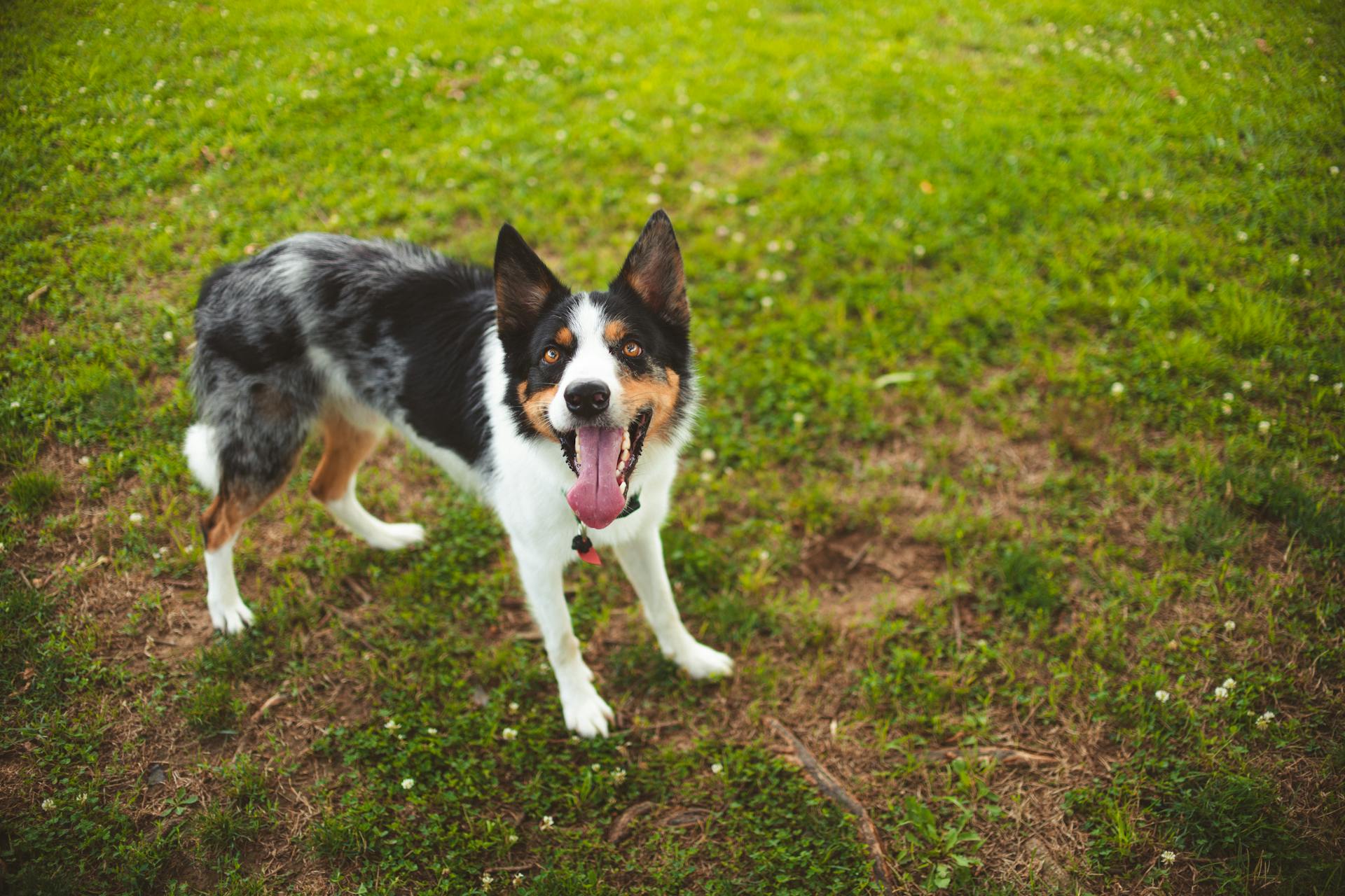 Dog Standing on Grass