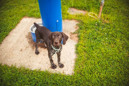 Free A cute German Shorthaired Pointer puppy stands on grass beside a blue post, displaying curiosity. Stock Photo
