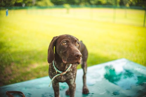Free Energetic German Shorthaired Pointer puppy standing on a table in a sunny outdoor park. Stock Photo