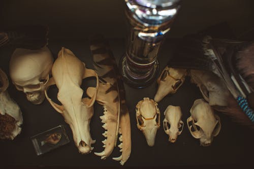 Human Skull and Animal Bones on the Table 