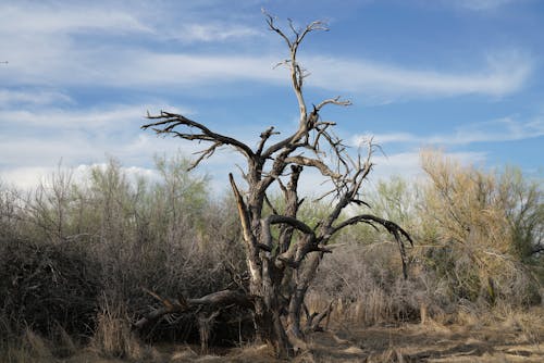 Dead Tree Beside Dry Bushes