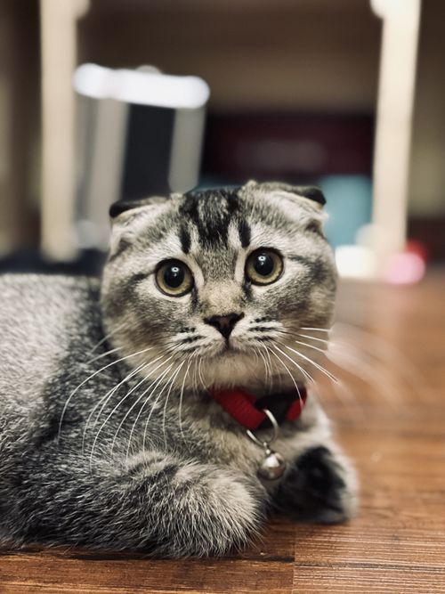 Free Adorable Scottish Fold cat with wide eyes and a red collar relaxing indoors. Stock Photo