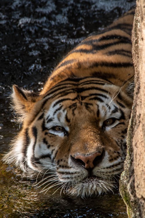 Free Tiger Lying on the Ground Beside a Body of Water Stock Photo