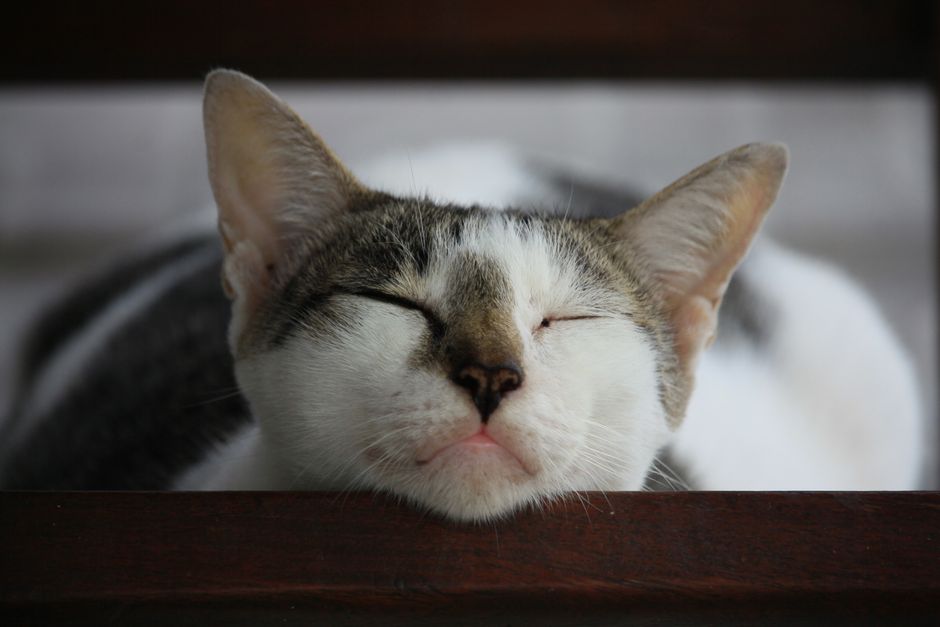 Close-up of a cute domestic cat sleeping peacefully with a blurred background indoors.