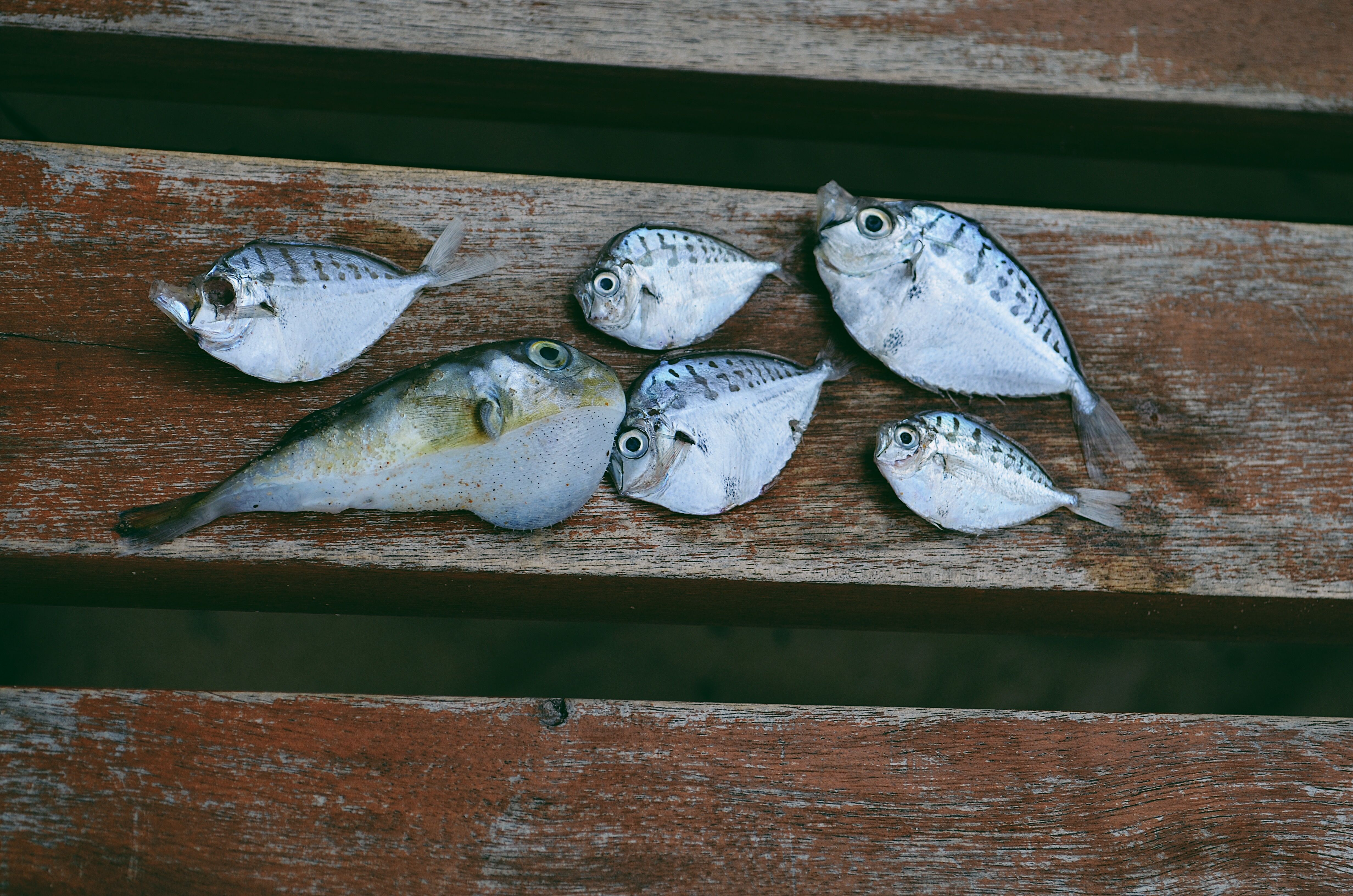 How To Catch Pompano