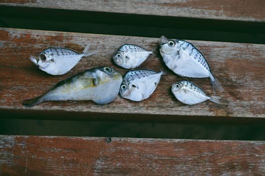 A variety of freshly caught fish displayed on rustic wooden planks, showing their unique patterns.