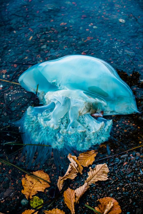 Free Vivid image of a jellyfish resting on the ground surrounded by autumn leaves. Stock Photo