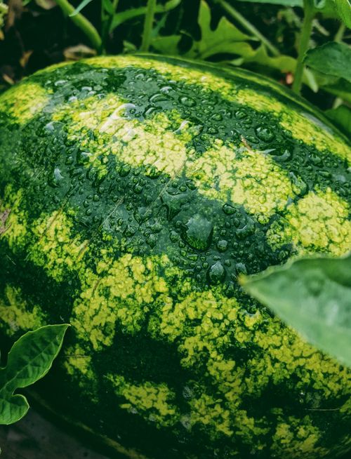 Free Fresh watermelon with water droplets, perfect for summer themes and nature exploration. Stock Photo