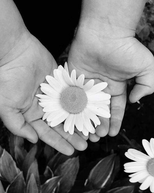 A close-up black and white photo of hands gently holding a daisy, showcasing its delicate petals.