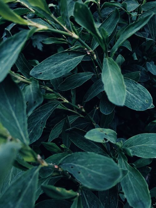 Free A close-up view of vibrant green leaves in Vladivostok, showcasing natural beauty. Stock Photo