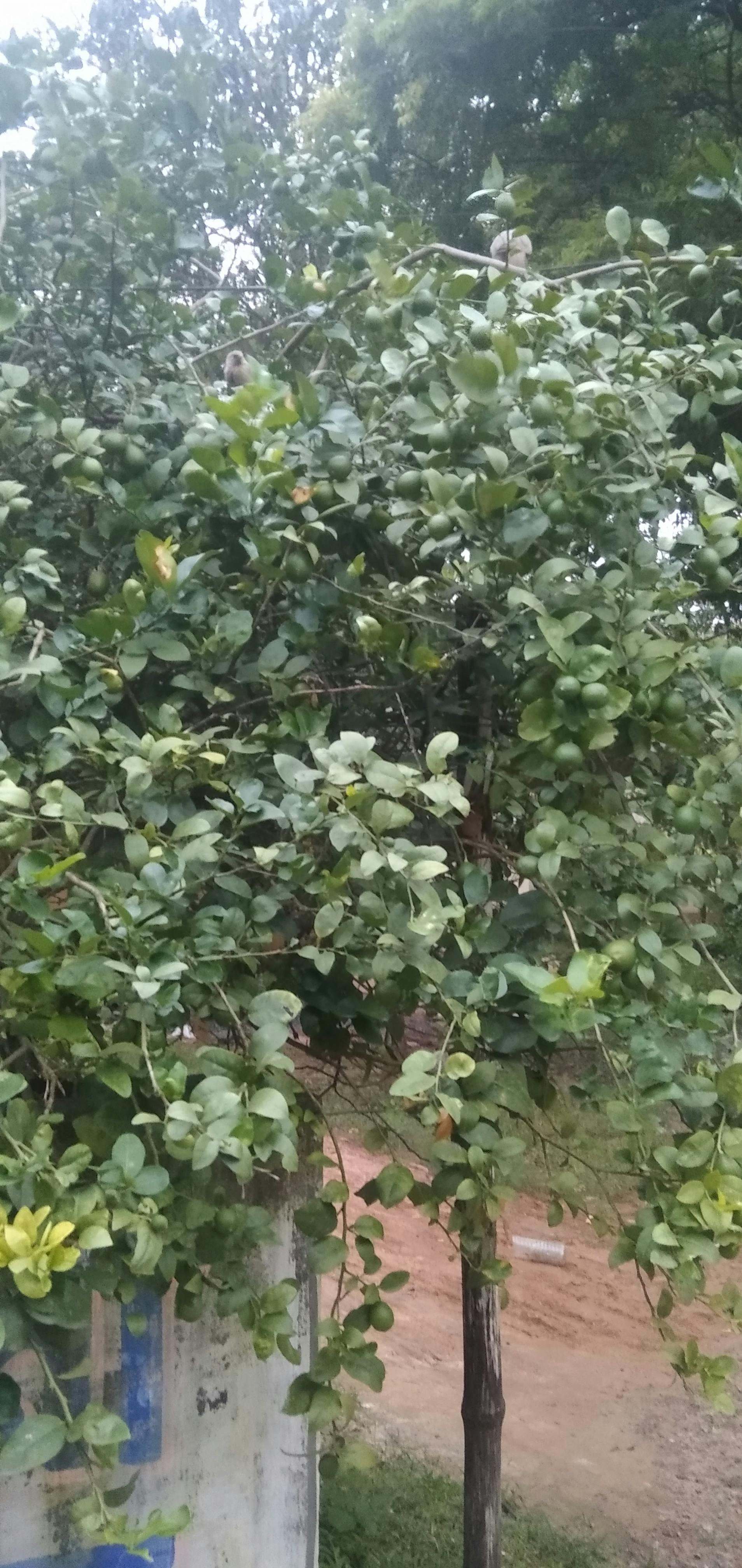 Church choir performing during worship service