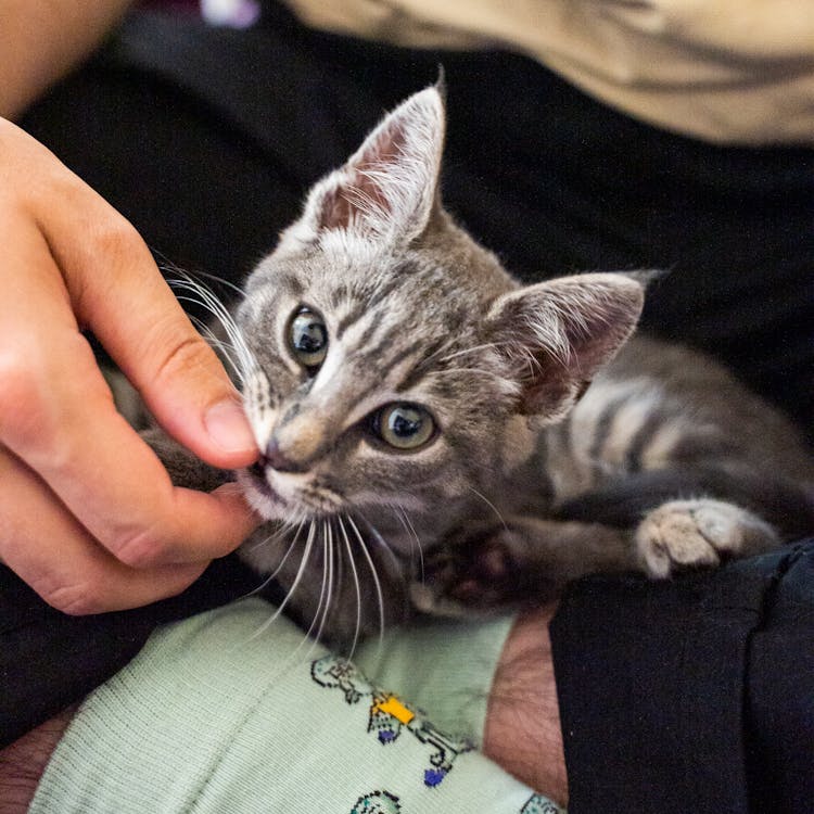 Person Holding Silver Tabby Cat