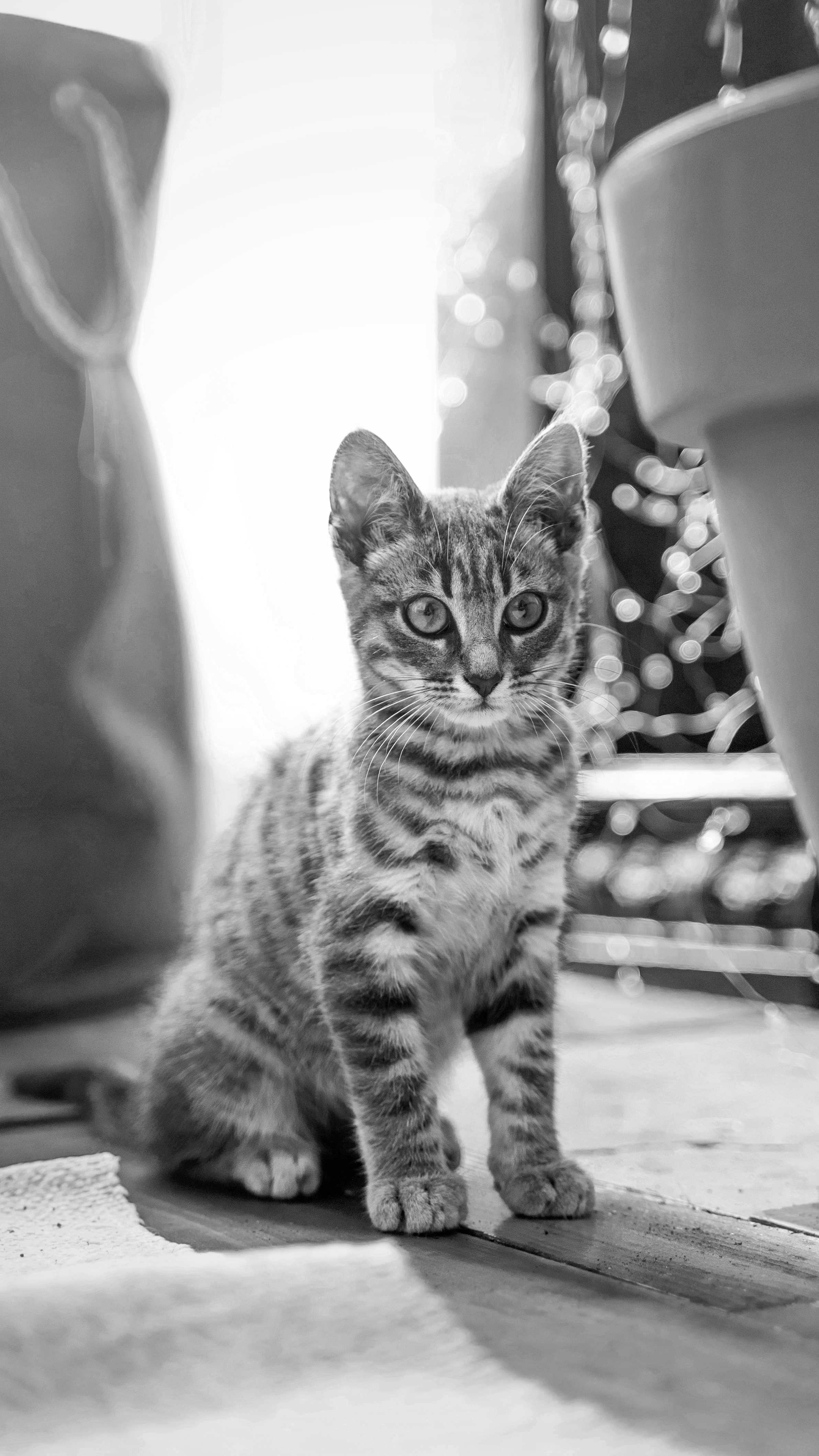 Grayscale Photo of a Cat · Free Stock Photo