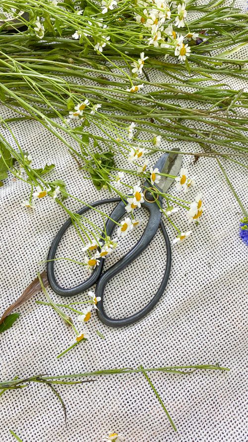 Free Aesthetic flat lay of fresh chamomile flowers and rustic scissors on a fabric background. Stock Photo