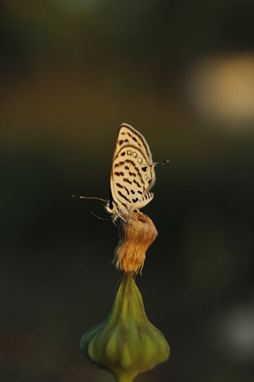 Free Brown Butterfly Perched on a Plant Stock Photo