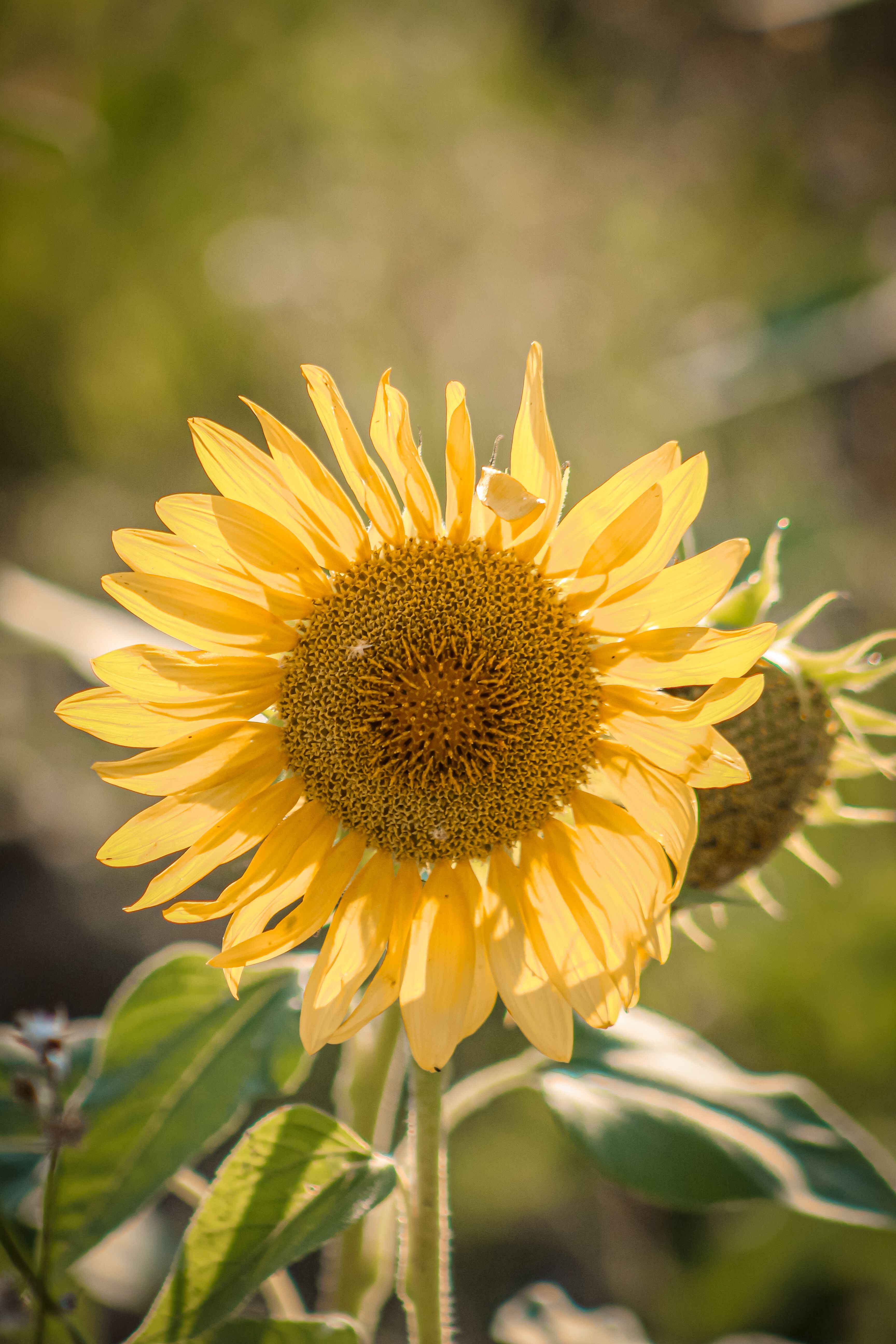Yellow Sunflower in Close Up Photography · Free Stock Photo