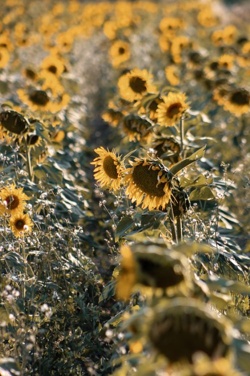 Free A scenic view of a sunflower field in Provence, capturing the essence of summer's warmth and beauty. Stock Photo