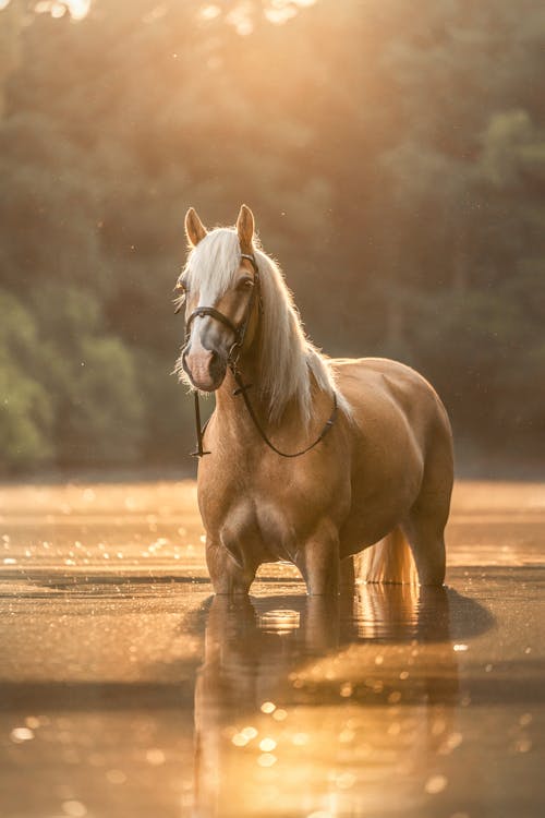 Fotos de stock gratuitas de agua poco profunda, animal domestico, caballo