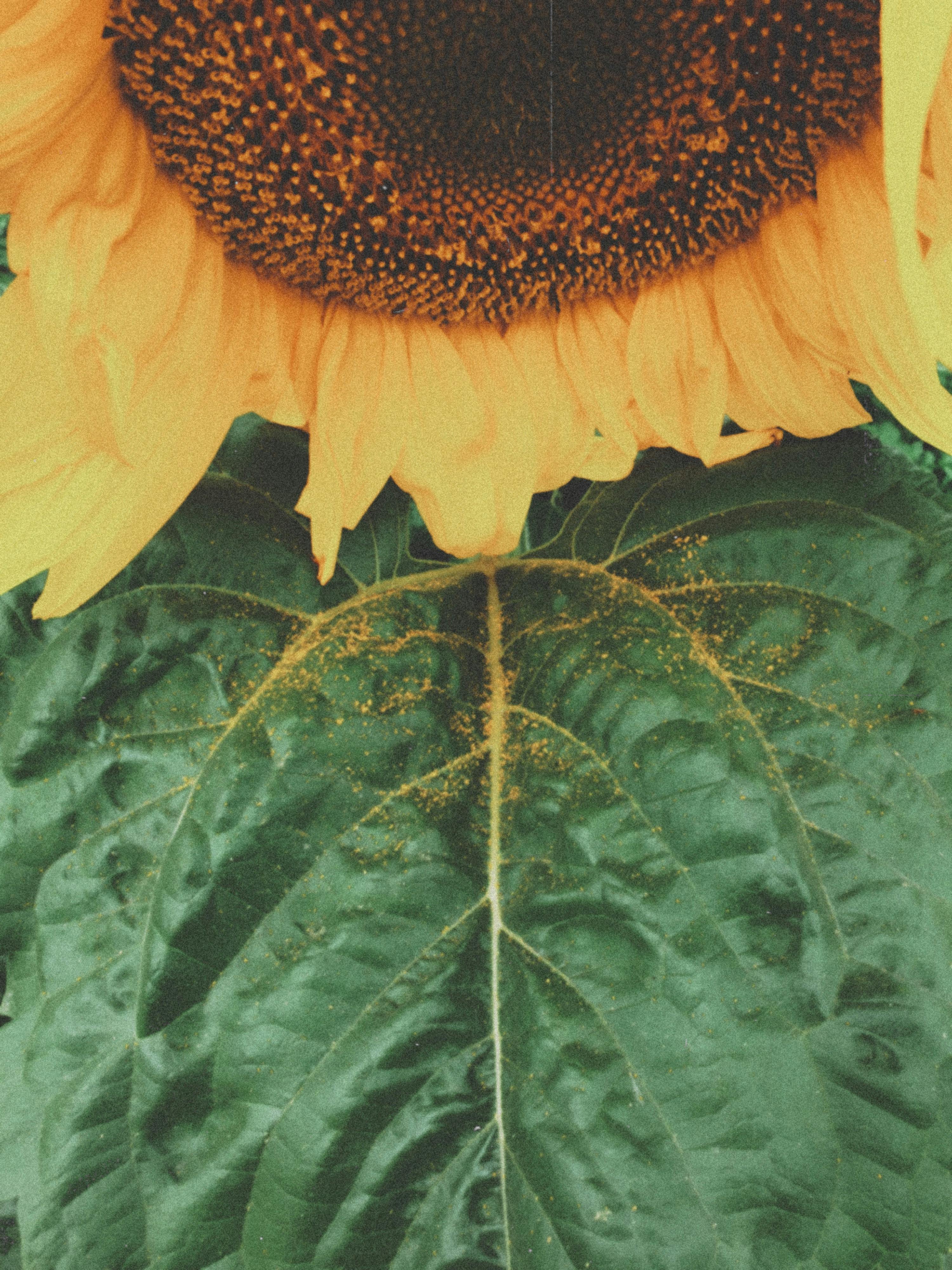 Close-up of a bright sunflower against rich green leaves, highlighting natural beauty.