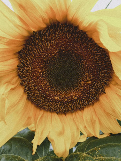 Close-up Photo of a Yellow Sunflower