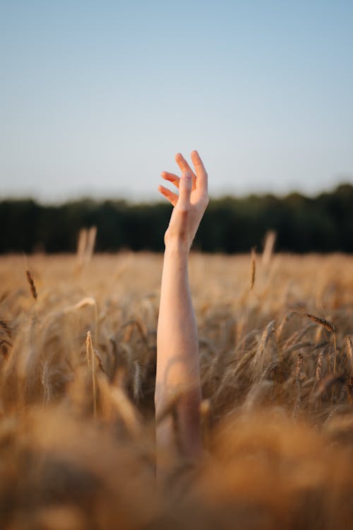 Foto profissional grátis de ao ar livre, braço levantado, campo de trigo