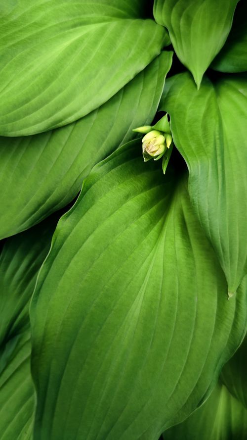 Free Detailed close-up of vibrant green hosta leaves with a budding flower, showcasing natural patterns and textures. Stock Photo